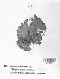 Caeoma cylindricum image